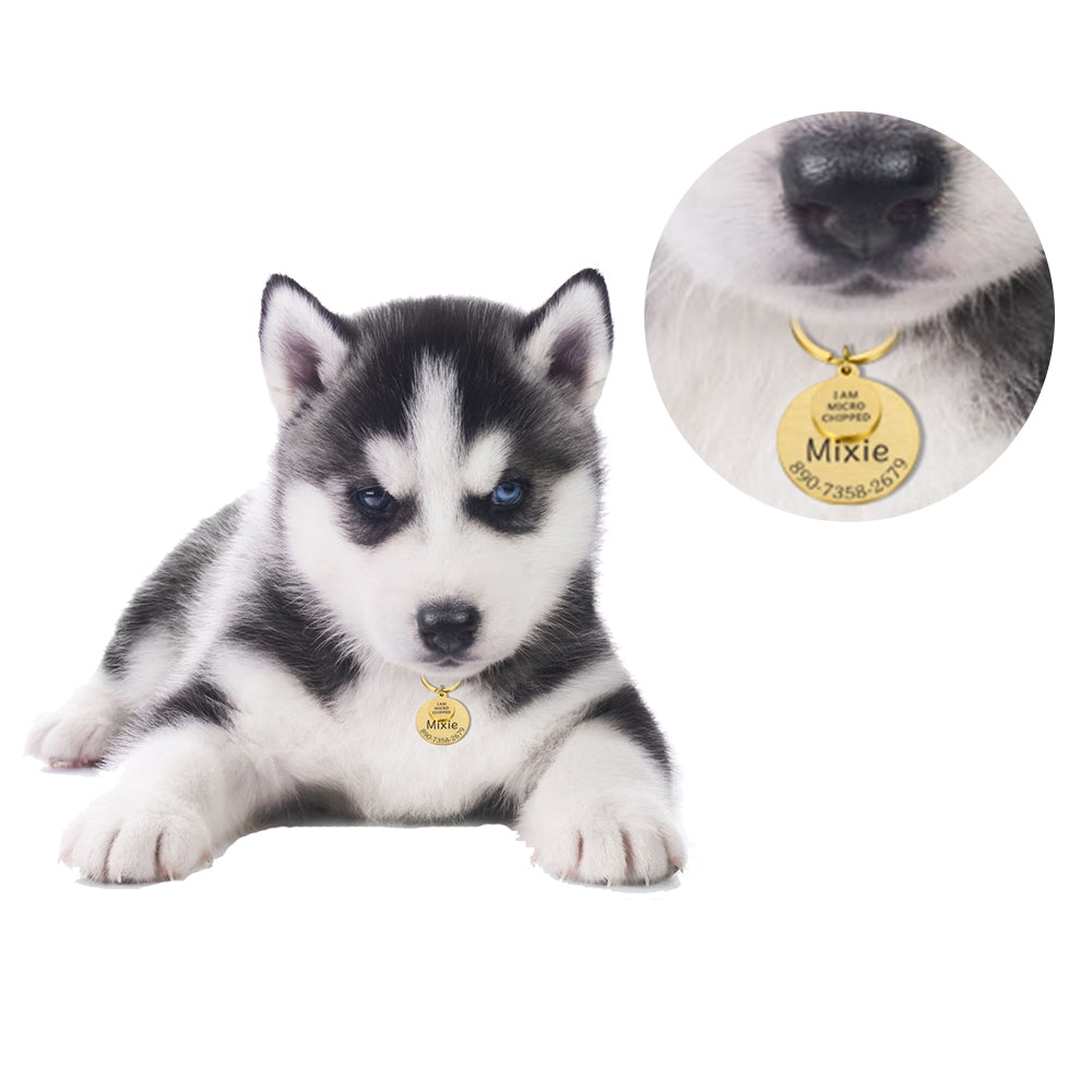 Round pet ID tag worn on a dog collar