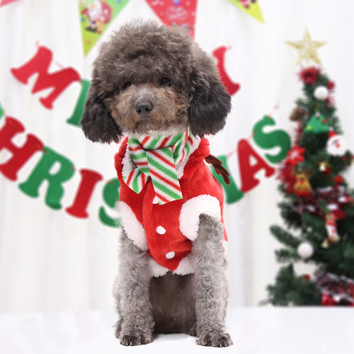 Poodle in the red Christmas cape in front of a Merry Christmas backdrop